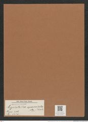 Cyclostella operculata (Ag.) Kuetz. (de-Toni-Nr.: Genus 216, Species 5420) Zeichnungen Sammlung Grunow Mappe 05166 (Herbarium_W_Grunow_drawings_Folder_05166)